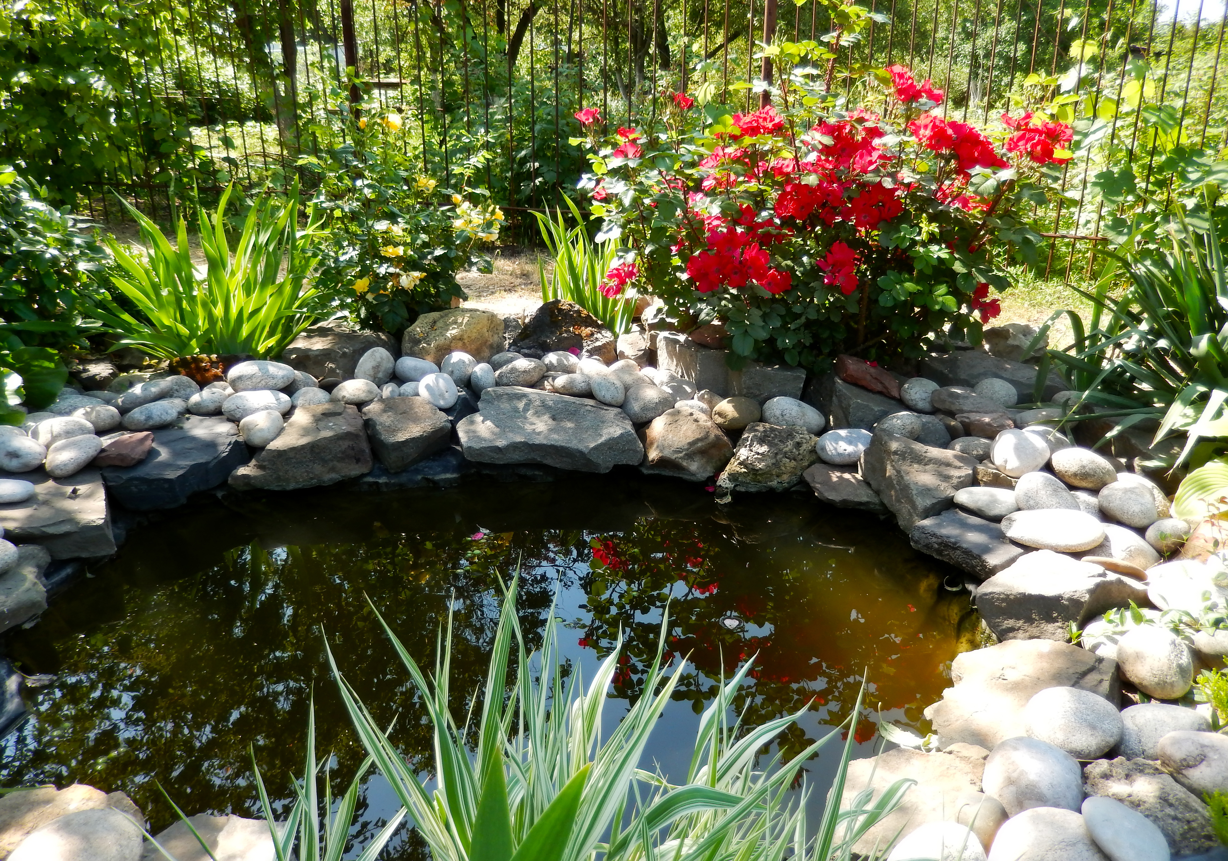 «Живой» пруд в саду – особенности проектирования водоема