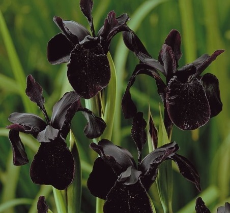 Черные цветы в ланшафтном озеленении - изюминка сада