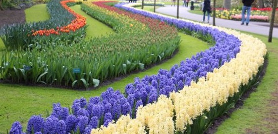 Цветочные бордюры для дизайна ландшафта сада